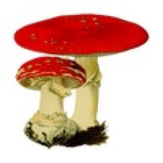 jeu de memoire champignon pour enfant memory game image numéro 2
