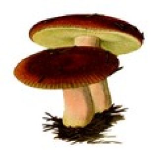 jeu de memoire champignon pour enfant memory game image numéro 7