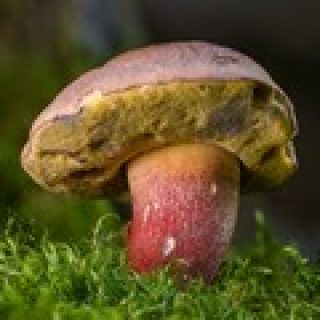 jeu de memoire champignon pour adultes memory game image numéro 7