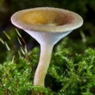 jeu de memoire champignon pour adultes memory game image numéro 1