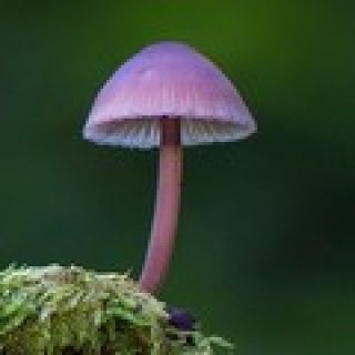 jeu de memoire champignon pour adultes memory game image numéro 10