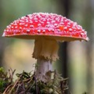 jeu de memoire champignon pour adultes memory game image numéro 14
