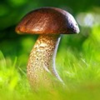 jeu de memoire champignon pour adultes memory game image numéro 4