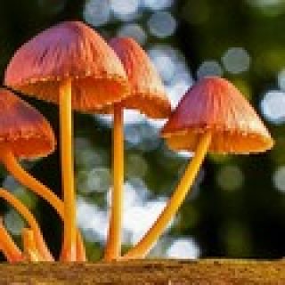 jeu de memoire champignon pour adultes memory game image numéro 12