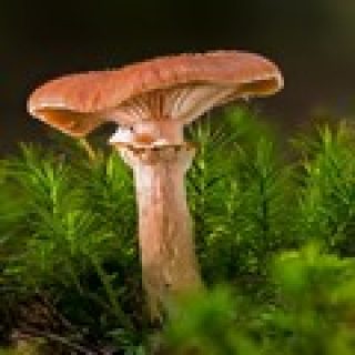 jeu de memoire champignon pour adultes memory game image numéro 5