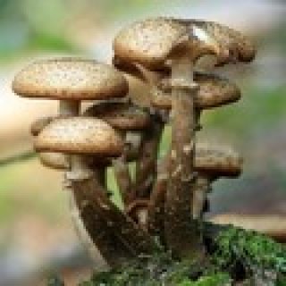 jeu de memoire champignon pour adultes memory game image numéro 8
