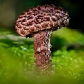 jeu de memoire champignon pour adultes memory game image numéro 3