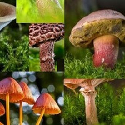 jeu de memoire champignon pour adultes memory game
